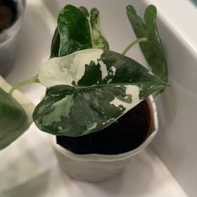 Photo of the plant species Variegated Alocasia frydek by @lizzbean named Rihanna on Greg, the plant care app