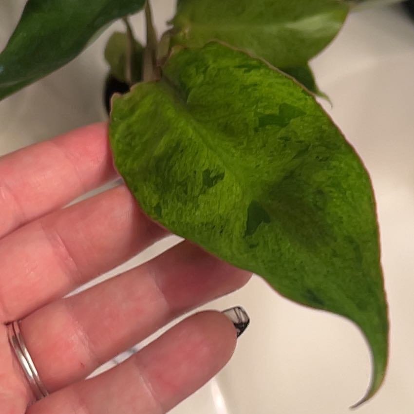 Photo of the plant species Paraiso Verde Philodendron by @lizzbean named Xena on Greg, the plant care app