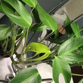 Photo of the plant species Monstera Burle Marx Flame by @lizzbean named Zeus on Greg, the plant care app