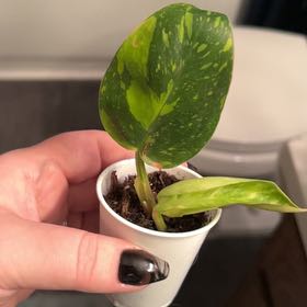 Photo of the plant species Green Congo by @lizzbean named Diana on Greg, the plant care app