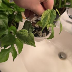 Photo of the plant species Heartleaf philodendron varigated by @lizzbean named Sproutacus on Greg, the plant care app