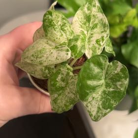 Photo of the plant species Variegated Alocasia by @lizzbean named Messi on Greg, the plant care app