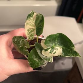 Photo of the plant species Variegated Alocasia frydek by @lizzbean named Marilyn on Greg, the plant care app