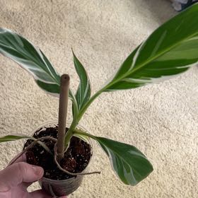 Photo of the plant species Florida Variegated Banana by @lizzbean named Demi on Greg, the plant care app