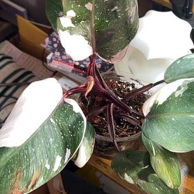 Photo of the plant species Philodendron Red Anderson by @lizzbean named Oscar on Greg, the plant care app