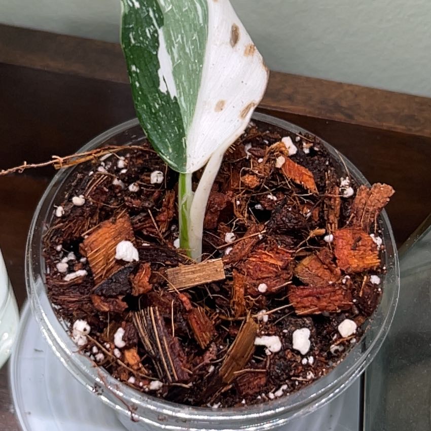 Photo of the plant species Philodendron White Wizard by @lizzbean named Khaleesi on Greg, the plant care app