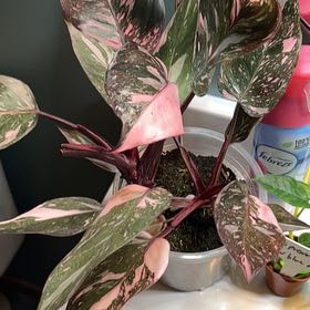 Photo of the plant species pink princess marble galaxy by @lizzbean named Eva on Greg, the plant care app