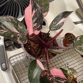 Photo of the plant species Pink Princess Galaxy by @lizzbean named Anne on Greg, the plant care app