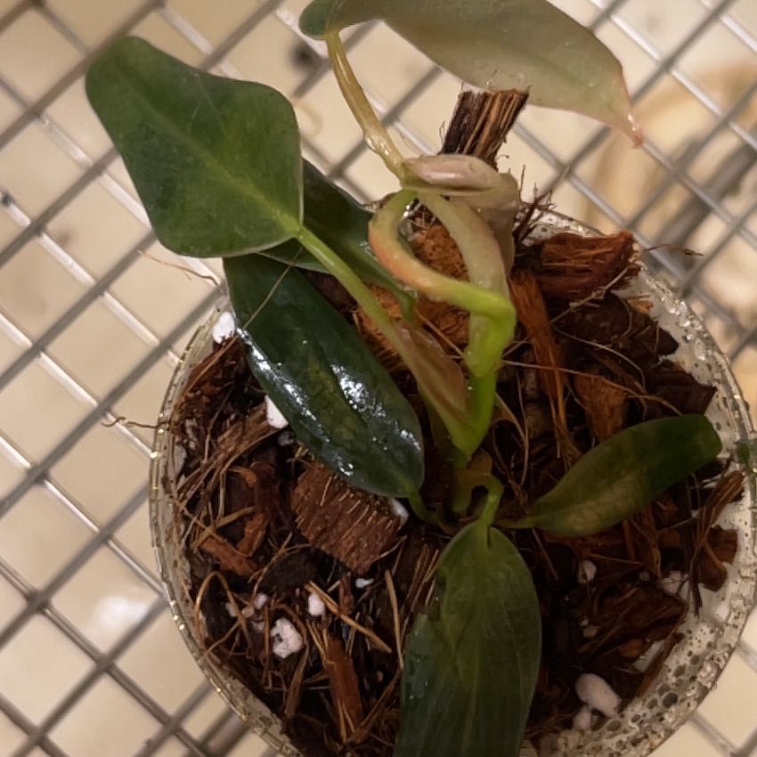 Photo of the plant species Philodendron gigas by @lizzbean named Gaga on Greg, the plant care app