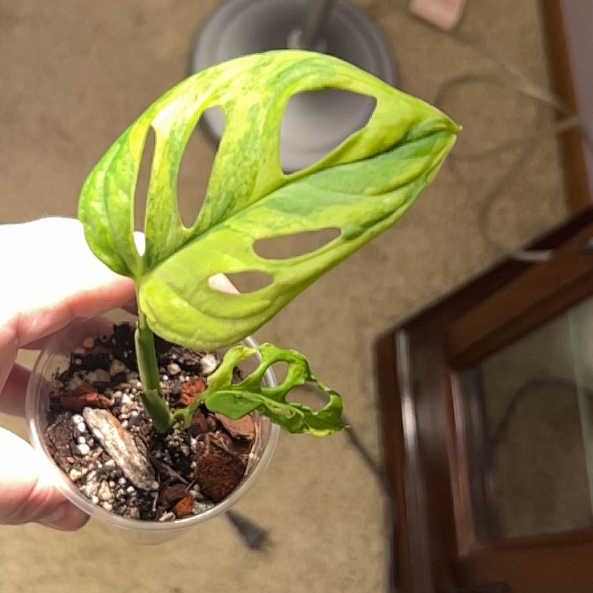 Photo of the plant species Aurea Variegated Mini Monstera by @lizzbean named Tupot amaroot on Greg, the plant care app