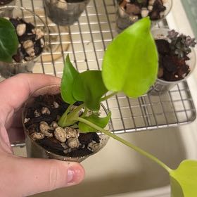 Photo of the plant species Lemon Lime Monstera by @lizzbean named Osmo on Greg, the plant care app