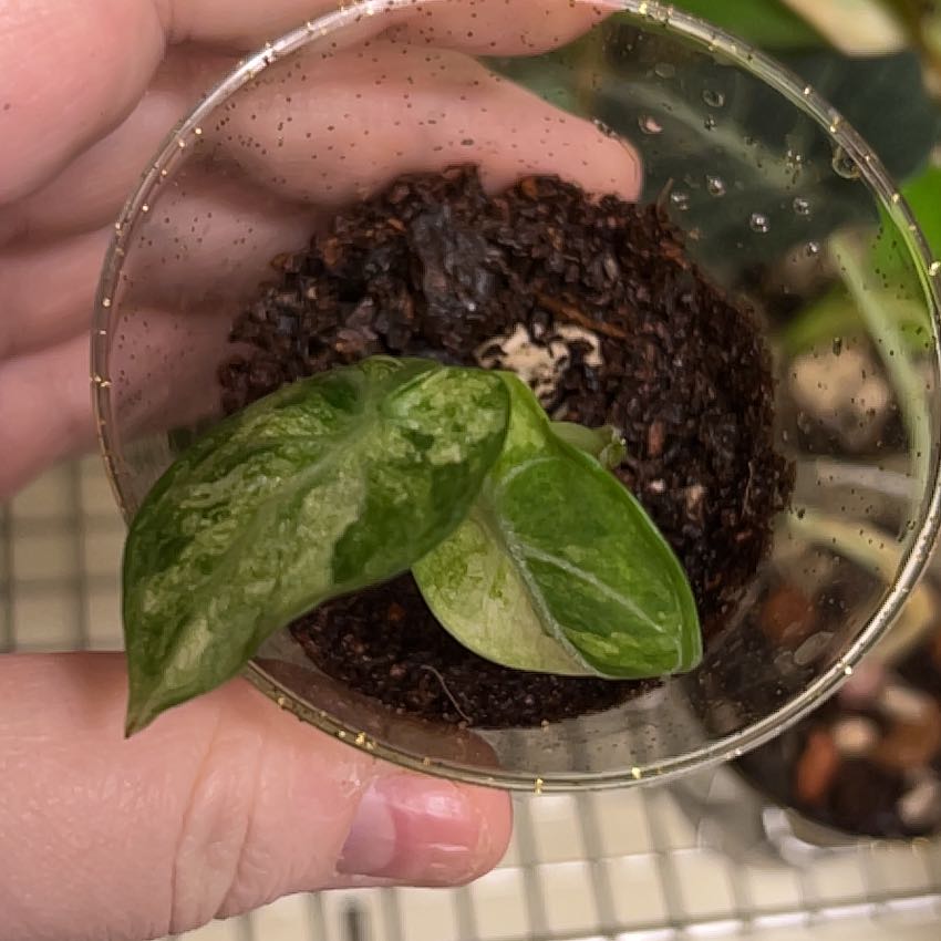 Photo of the plant species Alocasia Ninja Tri-Color by @lizzbean named Fernie Saunders on Greg, the plant care app