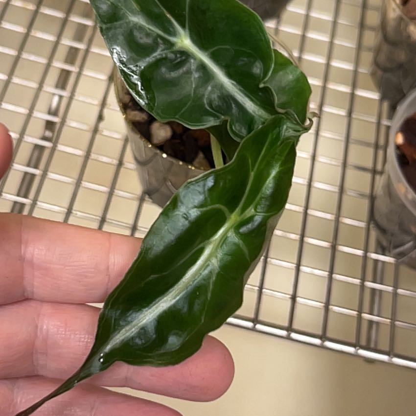 Photo of the plant species Alocasia 'Venom' by @lizzbean named Daphne on Greg, the plant care app