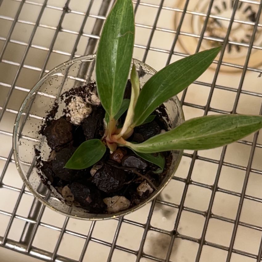 Photo of the plant species Strawberry Shake Philodendron by @lizzbean named Pax on Greg, the plant care app