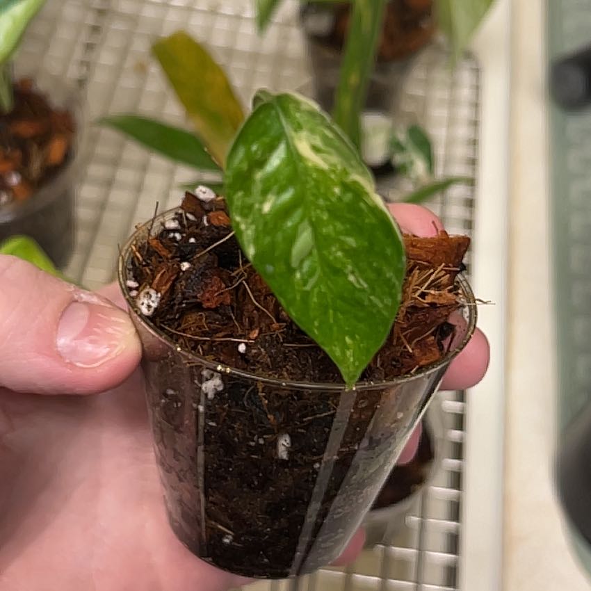 Photo of the plant species Variegated Epipremnum pinnatum by @lizzbean named Einstein on Greg, the plant care app