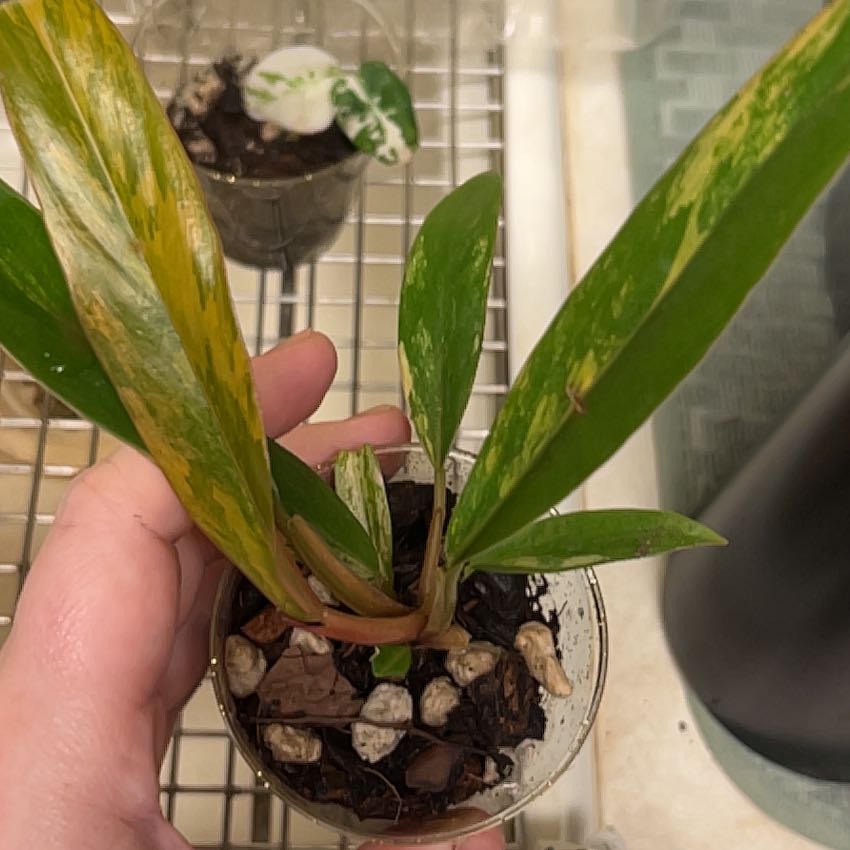 Photo of the plant species Caramel Marble Philodendron by @lizzbean named Madonna on Greg, the plant care app