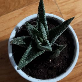 Photo of the plant species Pillansii by @SavvyLichen77 named Homer on Greg, the plant care app