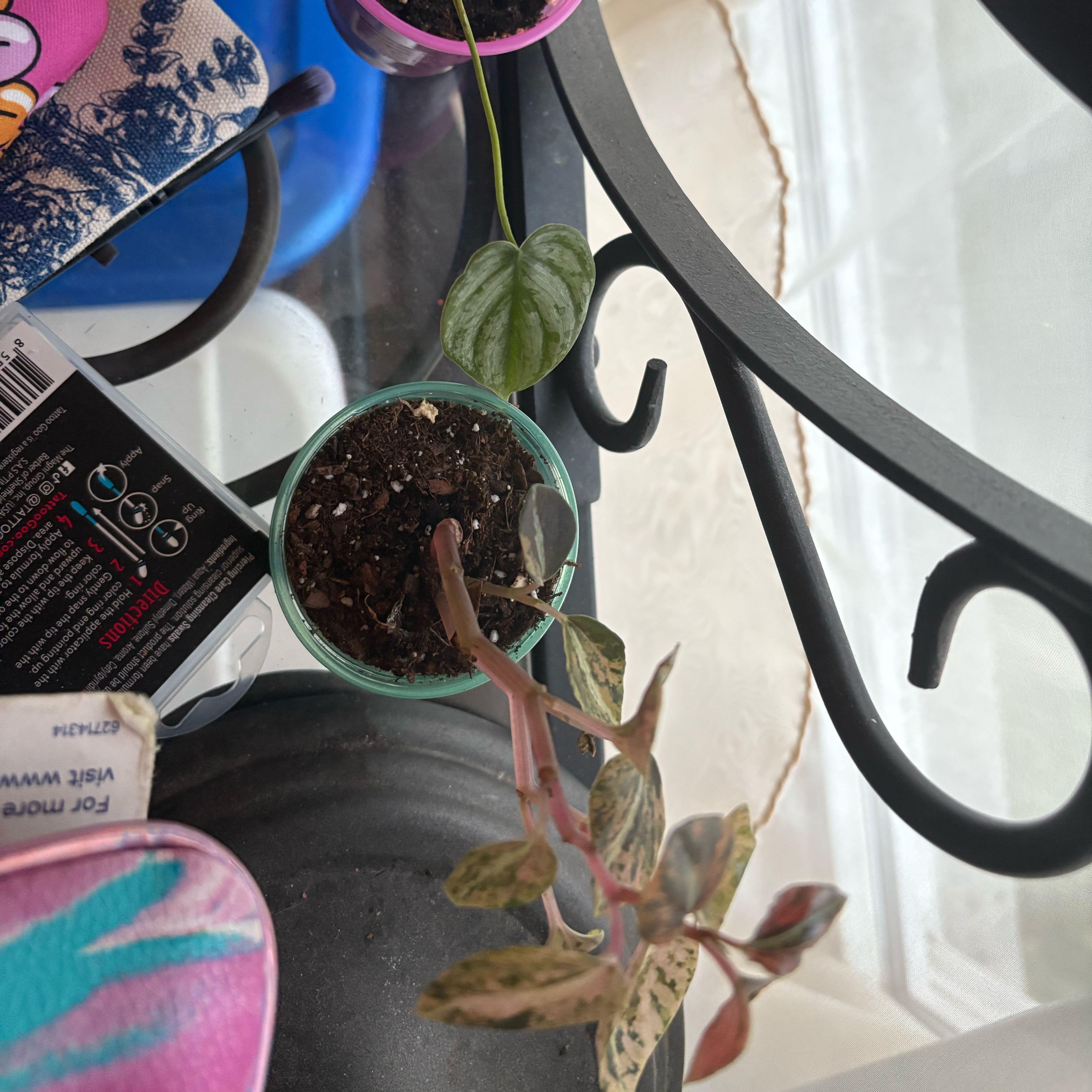 Photo of the plant species Peperomia caperata 'Creme Brulee' by @FullKoa67 named khalesi on Greg, the plant care app