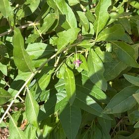 Photo of the plant species Chinese Wolfberry by @ShinyKiekie1 named Sage on Greg, the plant care app