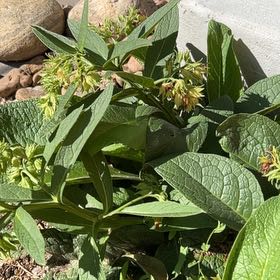 Photo of the plant species Common Comfrey by @ShinyKiekie1 named Stella on Greg, the plant care app