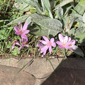 Photo of the plant species Autumn Crocus by @ShinyKiekie1 named Xena on Greg, the plant care app