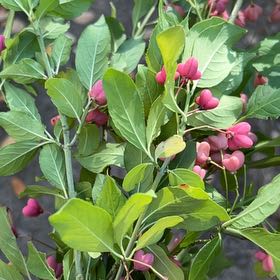 Photo of the plant species European Spindle by @ShinyKiekie1 named Harry on Greg, the plant care app