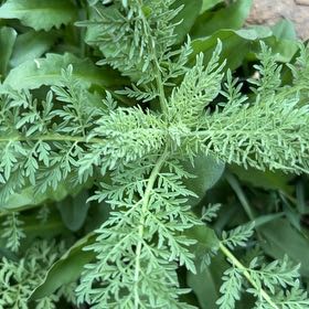 Photo of the plant species Herb Sophia by @ShinyKiekie1 named Rosa on Greg, the plant care app