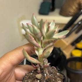 Photo of the plant species Crassula 'Candy Cane' by @ZenDisposition named Miley on Greg, the plant care app