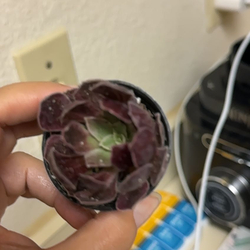Photo of the plant species Aeonium by @ZenDisposition named Taylor Swift on Greg, the plant care app