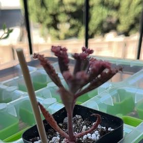 Photo of the plant species Kalanchoe Pink Butterflies by @ZenDisposition named Pink on Greg, the plant care app