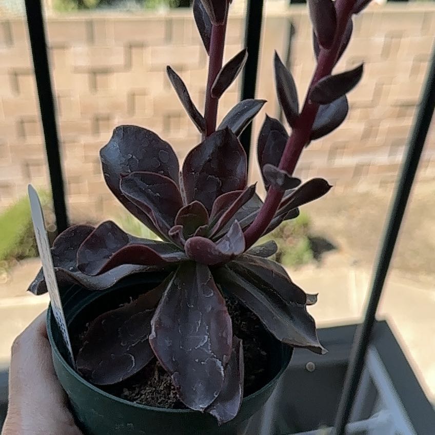 Photo of the plant species Echeveria 'Autumn Flame' by @ZenDisposition named Autumn on Greg, the plant care app