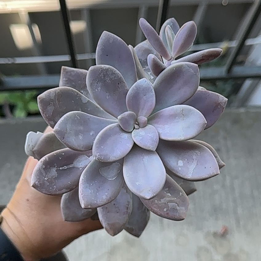 Photo of the plant species Graptopetalum 'Murasaki' by @ZenDisposition named Foxxy on Greg, the plant care app