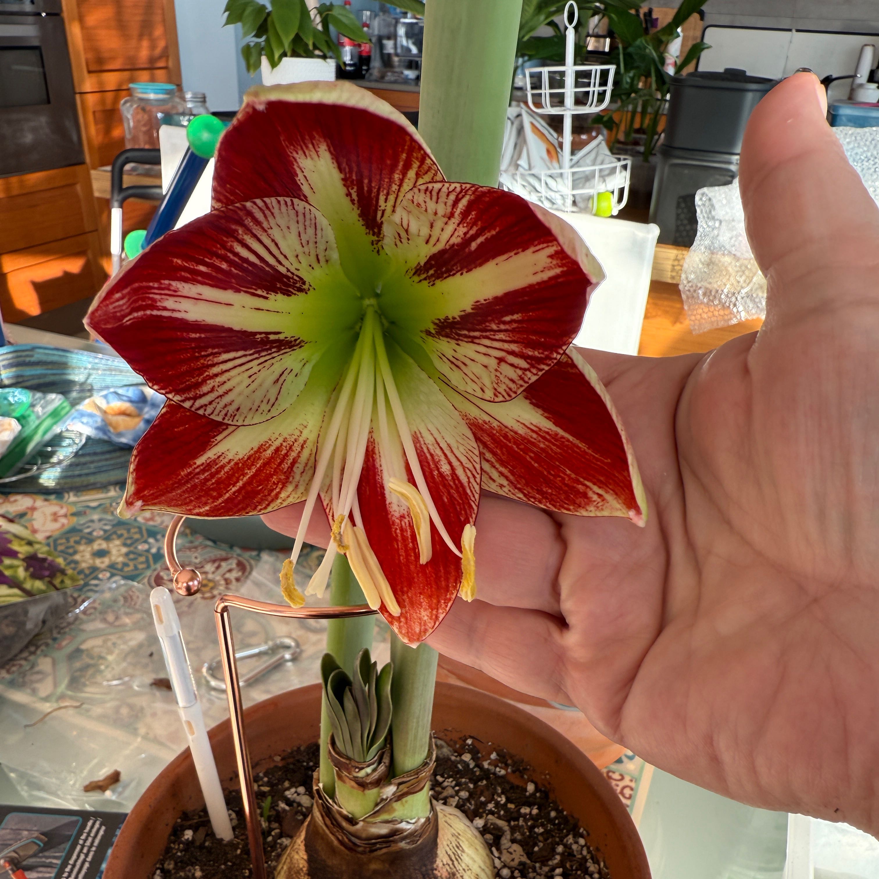 Photo of the plant species Amaryllis Megastar by @FunPurei26 named Megastar on Greg, the plant care app