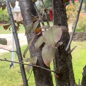 Photo of the plant species Mexican Plum by @ProperLukiwan14 named Dax on Greg, the plant care app