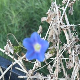 Photo of the plant species Ivyleaf Morning-Glory by @TopChives64 named Morgan Treeman on Greg, the plant care app