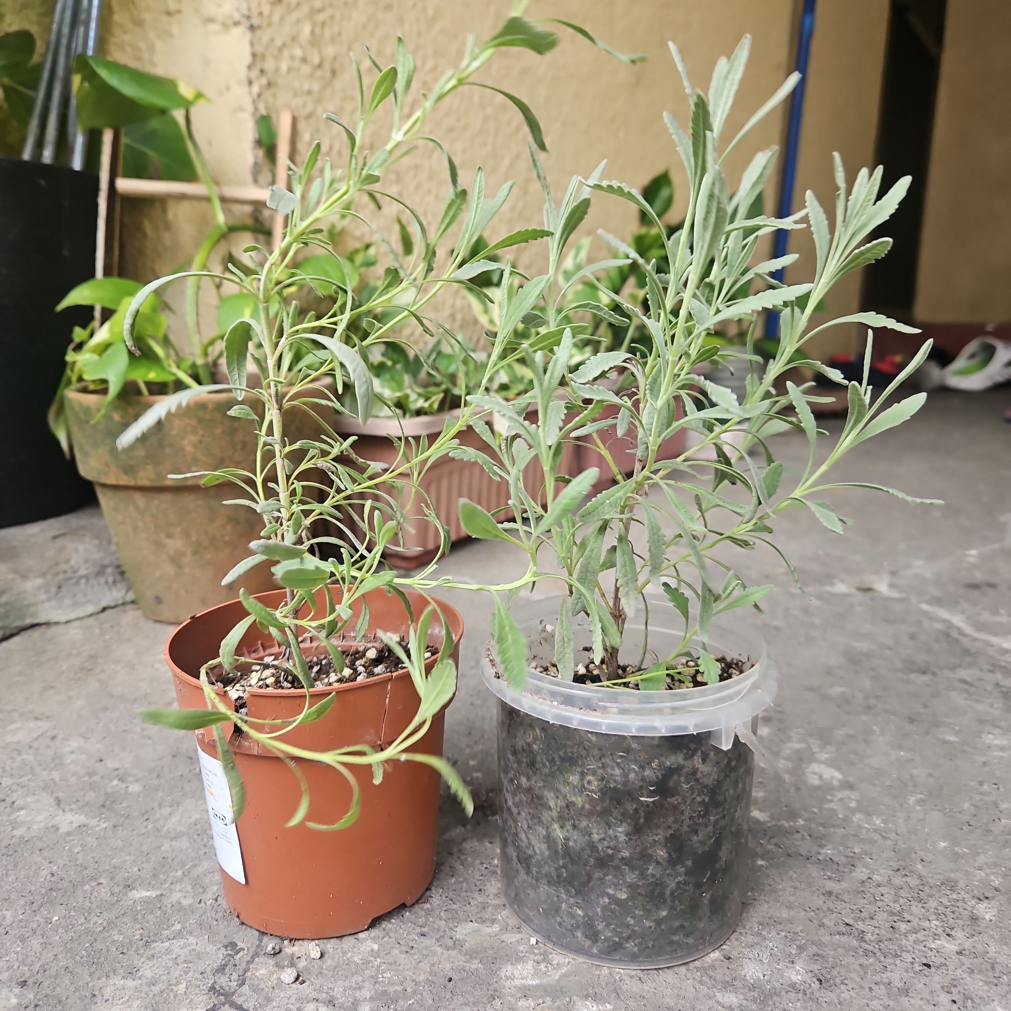 Photo of the plant species Allard's Lavender by @babyplantdaddy named Taj on Greg, the plant care app