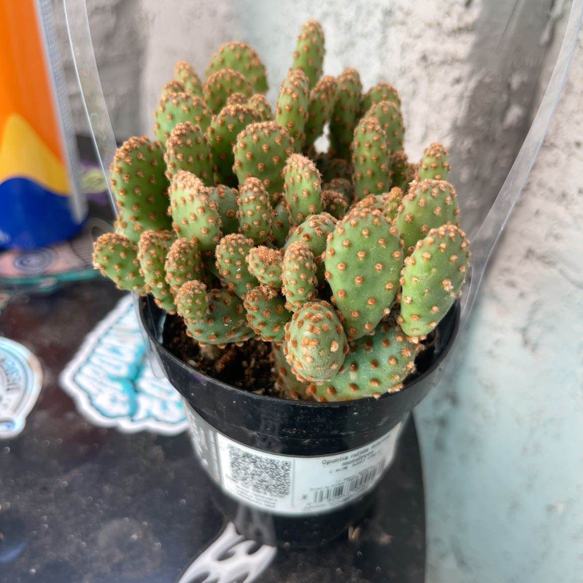 Photo of the plant species Opuntia rufida minima f. monstrose by @Poisonivy22 named Petunia Pricklebutt on Greg, the plant care app