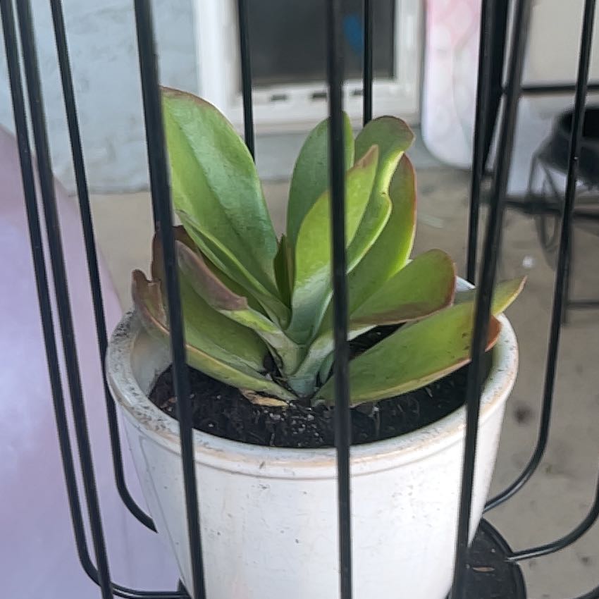 Photo of the plant species Kalanchoe 'Dragonfire' by @Poisonivy22 named Maya on Greg, the plant care app