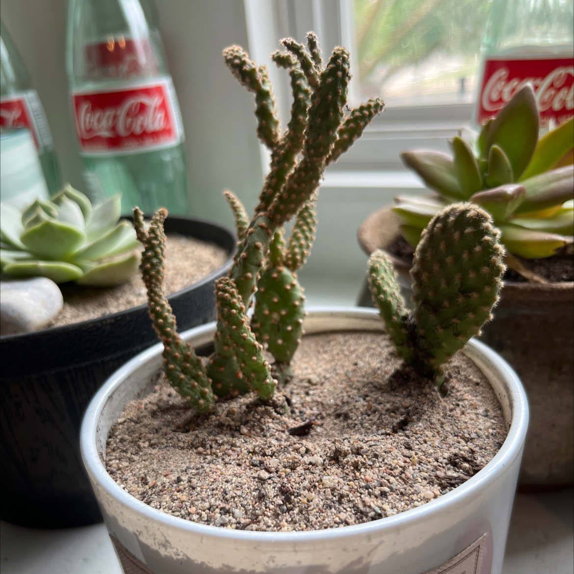 Photo of the plant species optunia cactus by @Poisonivy22 named Manson on Greg, the plant care app