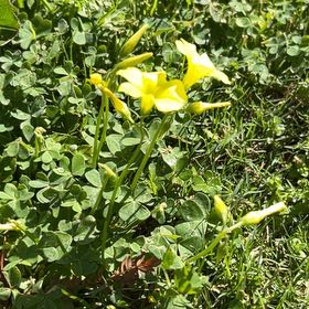 Photo of the plant species African Woodsorrel by @ChicCorndaisy55 named Sage on Greg, the plant care app