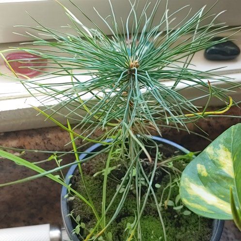 Photo of the plant species Silver Pine by @LushMikimiki17 named Mollie on Greg, the plant care app