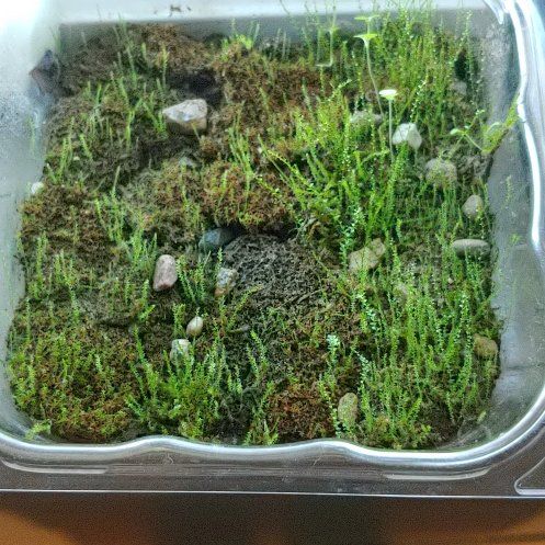 Photo of the plant species Cord Moss by @LushMikimiki17 named Taylor Swift on Greg, the plant care app
