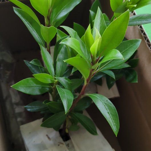 Photo of the plant species Dwarf Mountain Laurel by @FieryClubmoss named Robert Plant on Greg, the plant care app