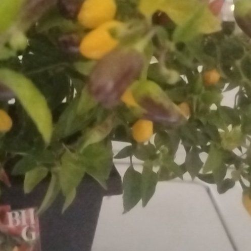 Photo of the plant species Ornamental Pepper by @ChampDill40 named Daphne on Greg, the plant care app