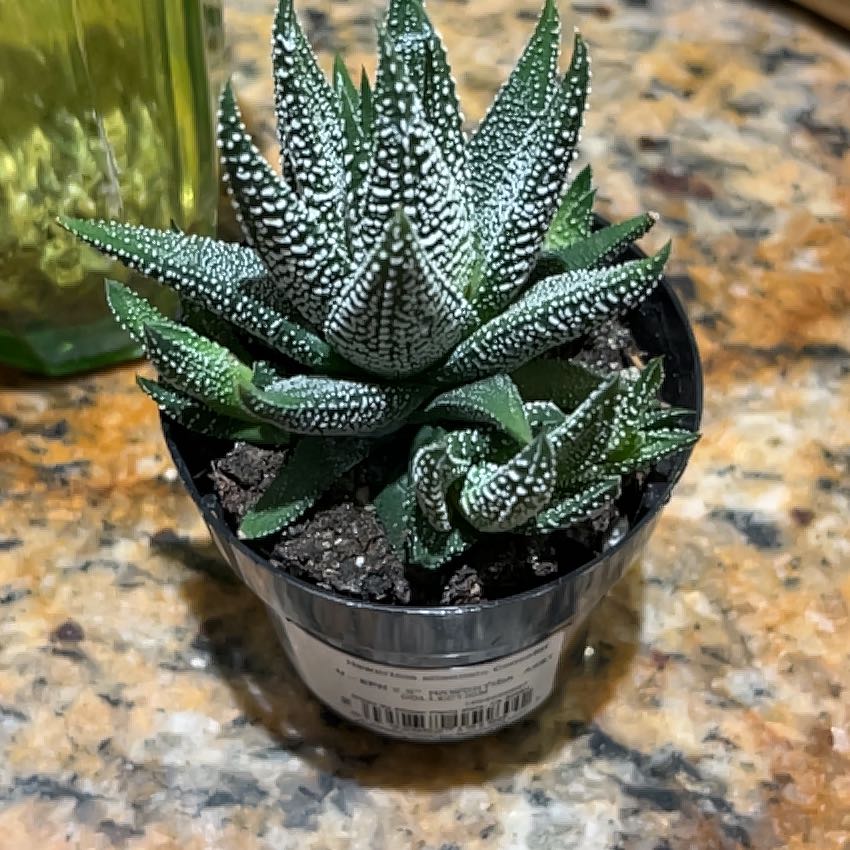 Photo of the plant species Haworthia attenuata 'Variegata' by @GemRedbean69 named Plato on Greg, the plant care app
