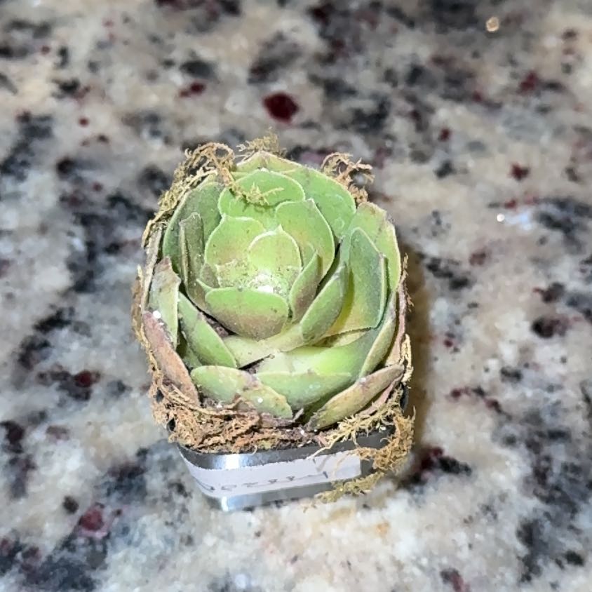 Photo of the plant species Sempervivum Globiferum by @Iapperry named Surya on Greg, the plant care app