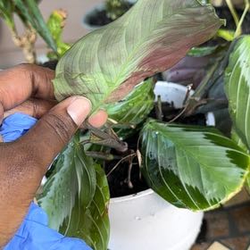 Photo of the plant species Maranta silver band prayer plant by @Iapperry named Harry on Greg, the plant care app