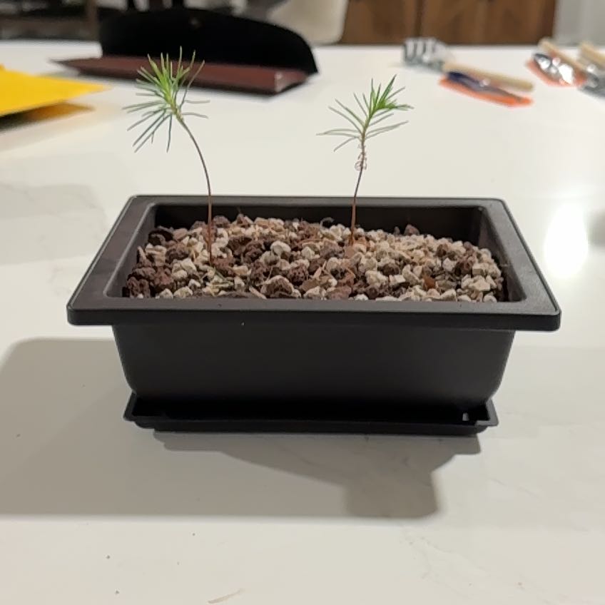 Photo of the plant species rocky mountain pine by @DinkumLettuce76 named Coco on Greg, the plant care app