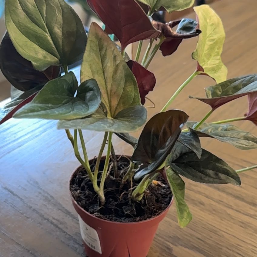 Photo of the plant species Syngonium Chocolate by @DinkumLettuce76 named Foxxy on Greg, the plant care app