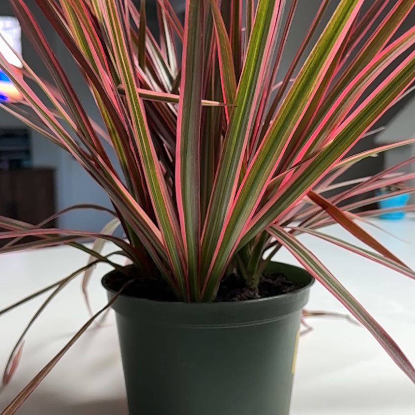 Photo of the plant species Dracaena by @DinkumLettuce76 named Mochi on Greg, the plant care app